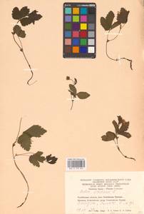Rubus arcticus L., Eastern Europe, Eastern region (E10) (Russia)