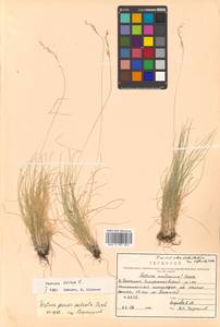 Festuca ovina L., Siberia, Russian Far East (S6) (Russia)