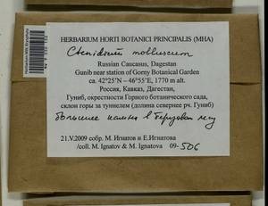 Ctenidium molluscum (Hedw.) Mitt., Bryophytes, Bryophytes - North Caucasus & Ciscaucasia (B12) (Russia)