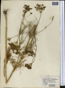 Elwendia setacea (Schrenk) Pimenov & Kljuykov, Middle Asia, Dzungarian Alatau & Tarbagatai (M5) (Kazakhstan)