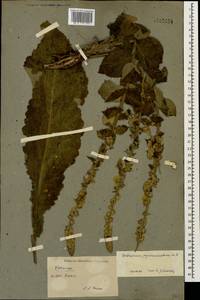 Verbascum pyramidatum M. Bieb., Caucasus (no precise locality) (K0)