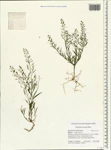 Thesium ramosum Hayne, Crimea (KRYM) (Russia)