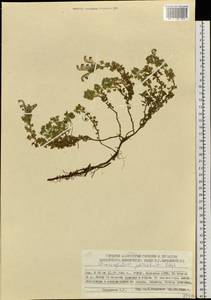 Dracocephalum palmatum Steph. ex Willd., Siberia, Yakutia (S5) (Russia)