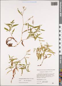 Koenigia ajanensis (Regel & Tiling) comb. ined., Siberia, Yakutia (S5) (Russia)