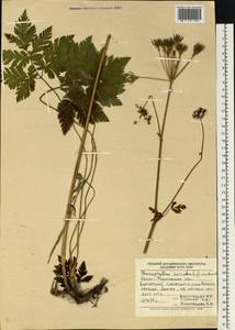 Chaerophyllum hirsutum L., Eastern Europe, West Ukrainian region (E13) (Ukraine)