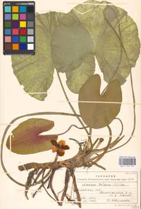 Nuphar lutea (L.) Sm., Eastern Europe, Moscow region (E4a) (Russia)