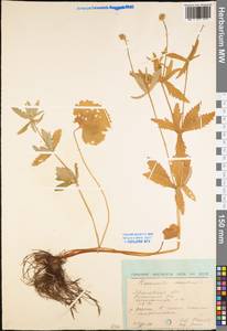 Ranunculus cassubicus L., Eastern Europe, Central forest region (E5) (Russia)