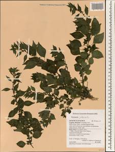 Parietaria judaica L., South Asia, South Asia (Asia outside ex-Soviet states and Mongolia) (ASIA) (Cyprus)