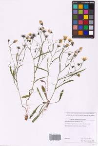 Crepis multicaulis Ledeb., Eastern Europe, Northern region (E1) (Russia)