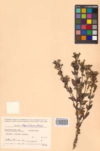 Silene olgae (Maxim.) Rohrb., Siberia, Russian Far East (S6) (Russia)