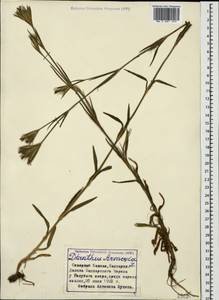 Dianthus armeria L., Caucasus, Stavropol Krai, Karachay-Cherkessia & Kabardino-Balkaria (K1b) (Russia)