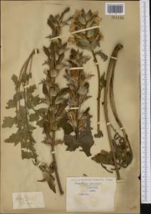 Acanthus spinosus L., Western Europe (EUR) (Serbia)