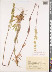 Silene densiflora d'Urv., Eastern Europe, Lower Volga region (E9) (Russia)
