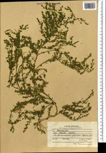 Lepidium didymum L., South Asia, South Asia (Asia outside ex-Soviet states and Mongolia) (ASIA) (Afghanistan)