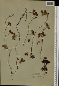 Vaccinium vitis-idaea L., Siberia, Chukotka & Kamchatka (S7) (Russia)