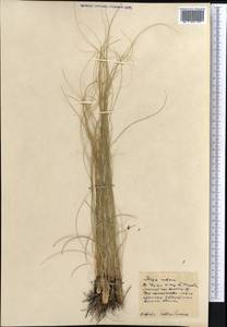 Stipa zalesskii Wilensky, Middle Asia, Northern & Central Kazakhstan (M10) (Kazakhstan)