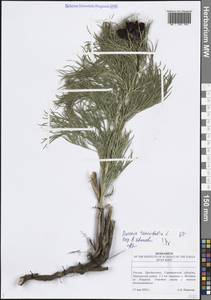Paeonia tenuifolia L., Eastern Europe, Lower Volga region (E9) (Russia)