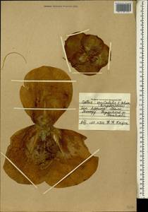 Costus spectabilis (Fenzl) K.Schum., Africa (AFR) (Mali)