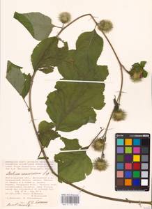 Arctium nemorosum Lej., Eastern Europe, Lower Volga region (E9) (Russia)