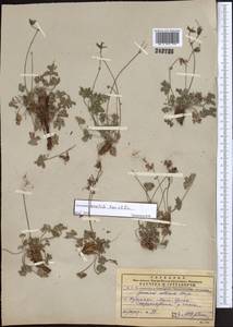 Geranium saxatile Kar. & Kir., Middle Asia, Pamir & Pamiro-Alai (M2) (Turkmenistan)