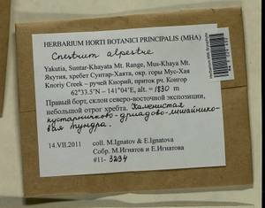 Cnestrum alpestre (Wahlenb.) Nyholm, Bryophytes, Bryophytes - Yakutia (B19) (Russia)