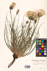 Tragopogon pratensis L., Eastern Europe, Moscow region (E4a) (Russia)