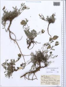 Oxytropis, Middle Asia, Northern & Central Tian Shan (M4) (Kyrgyzstan)