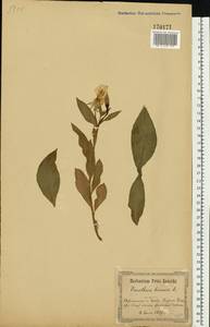 Oenothera biennis L., Eastern Europe, North Ukrainian region (E11) (Ukraine)