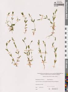 Stellaria calycantha (Ledeb.) Bong., Siberia, Chukotka & Kamchatka (S7) (Russia)