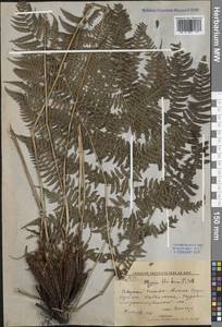 Athyrium filix-femina (L.) Roth, Siberia, Russian Far East (S6) (Russia)