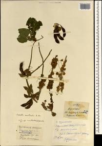 Cuscuta australis R. Br., South Asia, South Asia (Asia outside ex-Soviet states and Mongolia) (ASIA) (China)