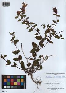 Scutellaria mongolica Sobolevsk., Siberia, Altai & Sayany Mountains (S2) (Russia)