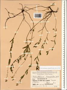 Helianthemum grandiflorum, Caucasus, South Ossetia (K4b) (South Ossetia)