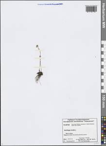 Micranthes nivalis (L.) Small, Siberia, Central Siberia (S3) (Russia)
