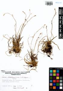 Carex ledebouriana C.A.Mey. ex Trevir., Siberia, Baikal & Transbaikal region (S4) (Russia)