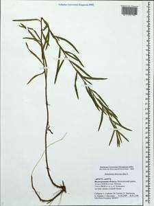 Artemisia dracunculus L., Eastern Europe, Lower Volga region (E9) (Russia)