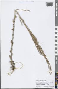 Arabis sagittata (Bertol.) DC., Caucasus, Armenia (K5) (Armenia)