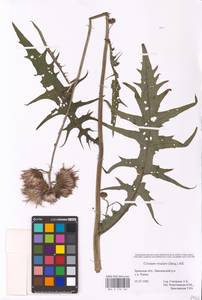 Cirsium rivulare (Jacq.) All., Eastern Europe, Western region (E3) (Russia)