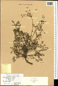 Astrodaucus orientalis (L.) Drude, Caucasus, Stavropol Krai, Karachay-Cherkessia & Kabardino-Balkaria (K1b) (Russia)