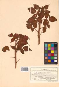 Rubus idaeus subsp. melanolasius Focke, Siberia, Russian Far East (S6) (Russia)