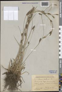 Carex distans L., Eastern Europe, Rostov Oblast (E12a) (Russia)