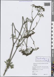 Pimpinella saxifraga L., Siberia, Baikal & Transbaikal region (S4) (Russia)