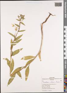 Oenothera villosa Thunb., Siberia, Altai & Sayany Mountains (S2) (Russia)