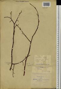 Salix pyrolifolia Ledeb., Siberia, Yakutia (S5) (Russia)
