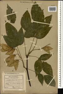 Staphylea colchica Stev., Caucasus, Abkhazia (K4a) (Abkhazia)