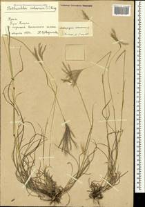 Bothriochloa ischaemum (L.) Keng, Crimea (KRYM) (Russia)