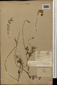 Onobrychis petraea (M.Bieb. ex Willd.) Fisch., Caucasus, Stavropol Krai, Karachay-Cherkessia & Kabardino-Balkaria (K1b) (Russia)