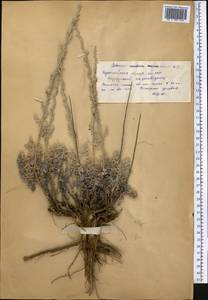 Artemisia schrenkiana Ledeb., Middle Asia, Northern & Central Kazakhstan (M10) (Kazakhstan)
