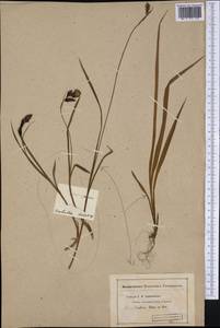 Carex gmelinii Hook. & Arn., America (AMER) (United States)