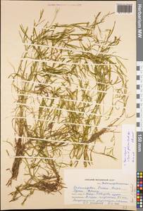 Potamogeton friesii Rupr., Eastern Europe, Middle Volga region (E8) (Russia)